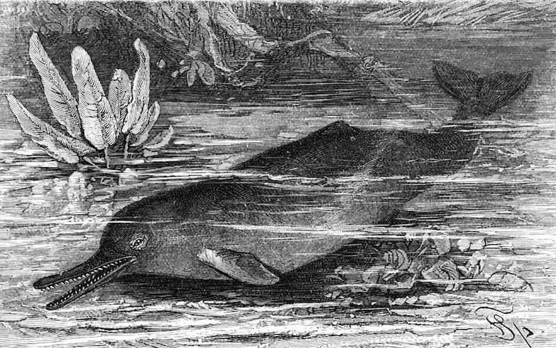 The Mystic Bulhan: Dolphins of the Indus